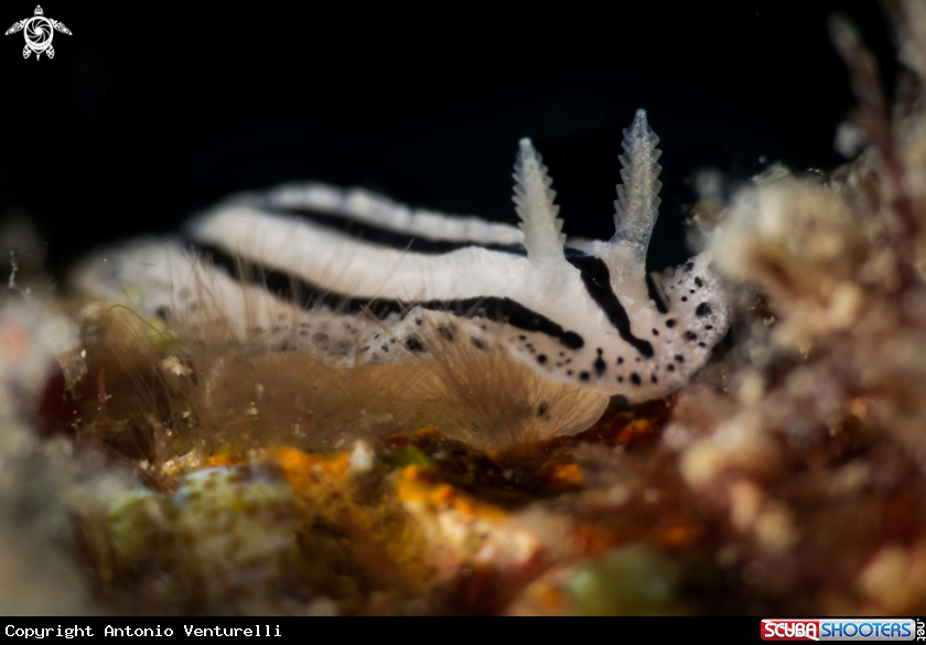 A Phyllidiopsis xishaensis nudibranch