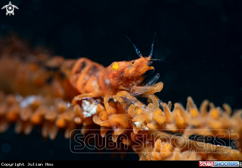 A Gorgonian Shrimp