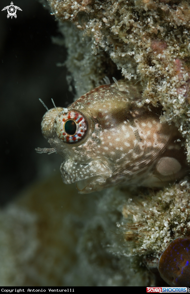 A Andaman gobi fish