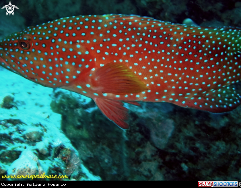 A Cernia corallina
