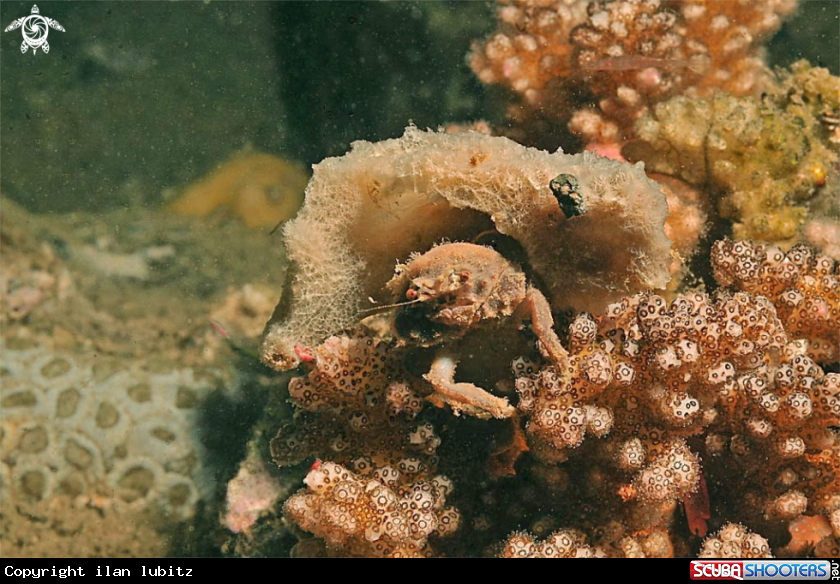 A Crab