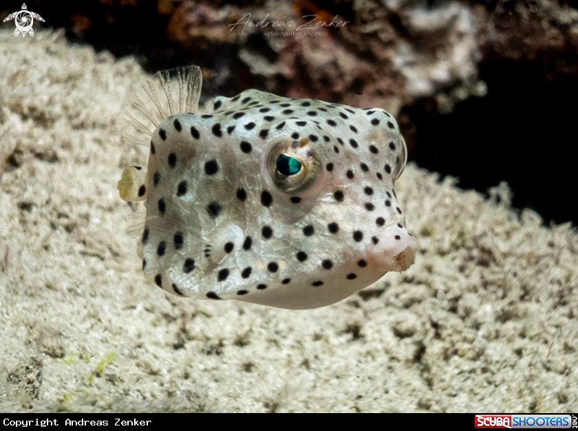 A Shortnose boxfish