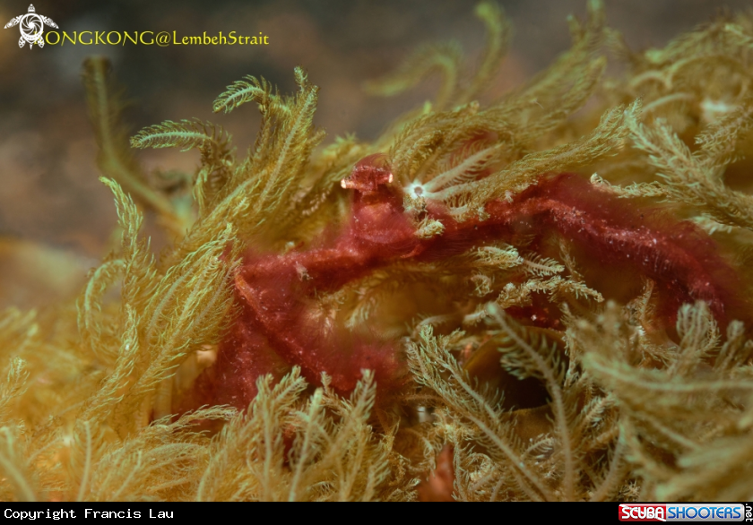 A Orangutan crab (Achaeus japonicus)