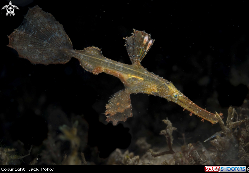 A Robust Ghost Pipefish