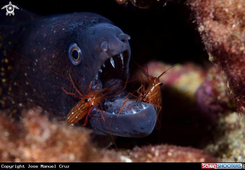 A Moray eel and cleaners shrimps