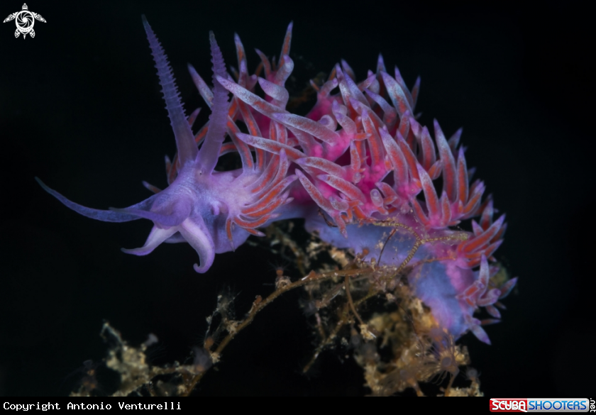 A Flabellina rosa nudibranch