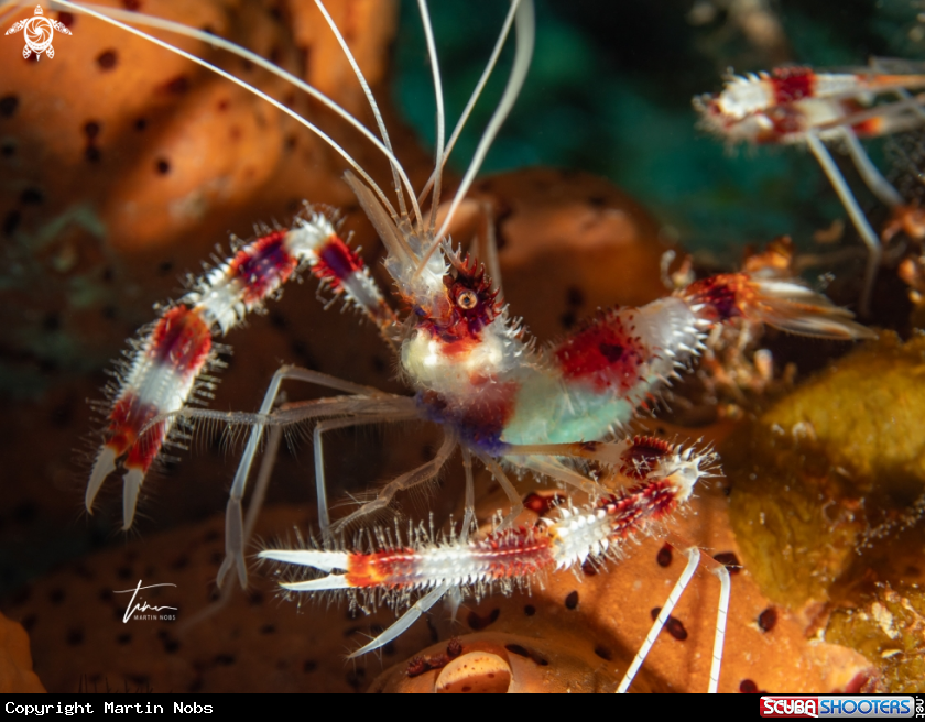 A Banded coral shrimp