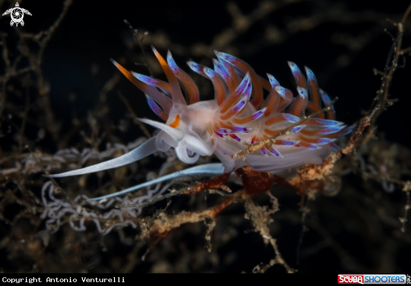 A Cratena nudibranch