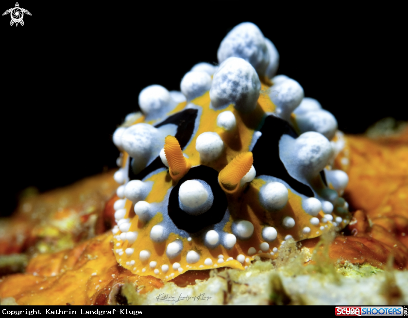 A Nudibranch