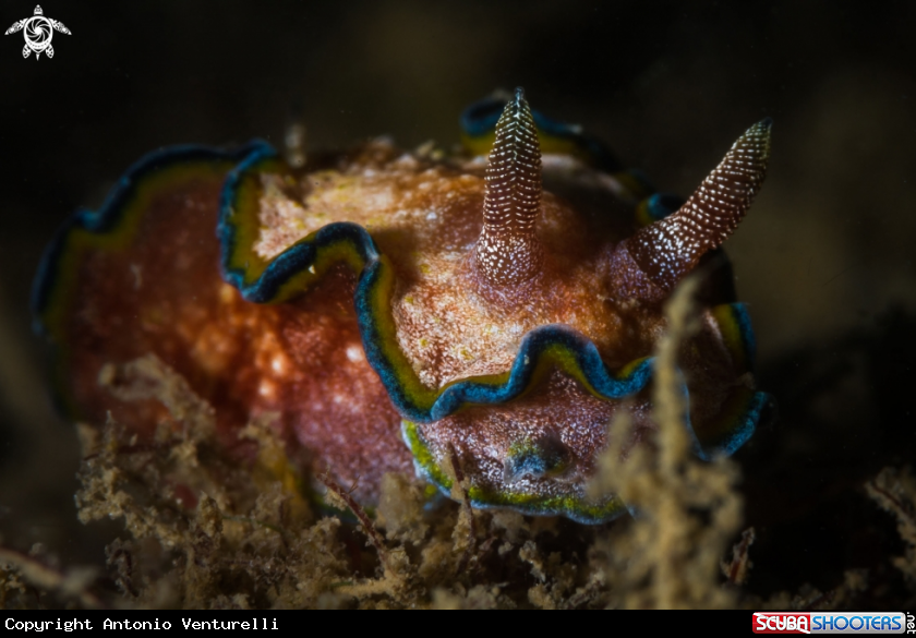 A Glossodoris cincta nudibranch