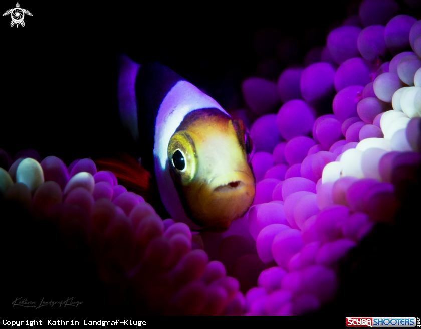 A Juvenile Saddleback Anemonefish 