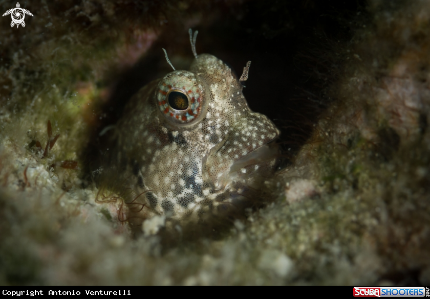 A Blenny fish