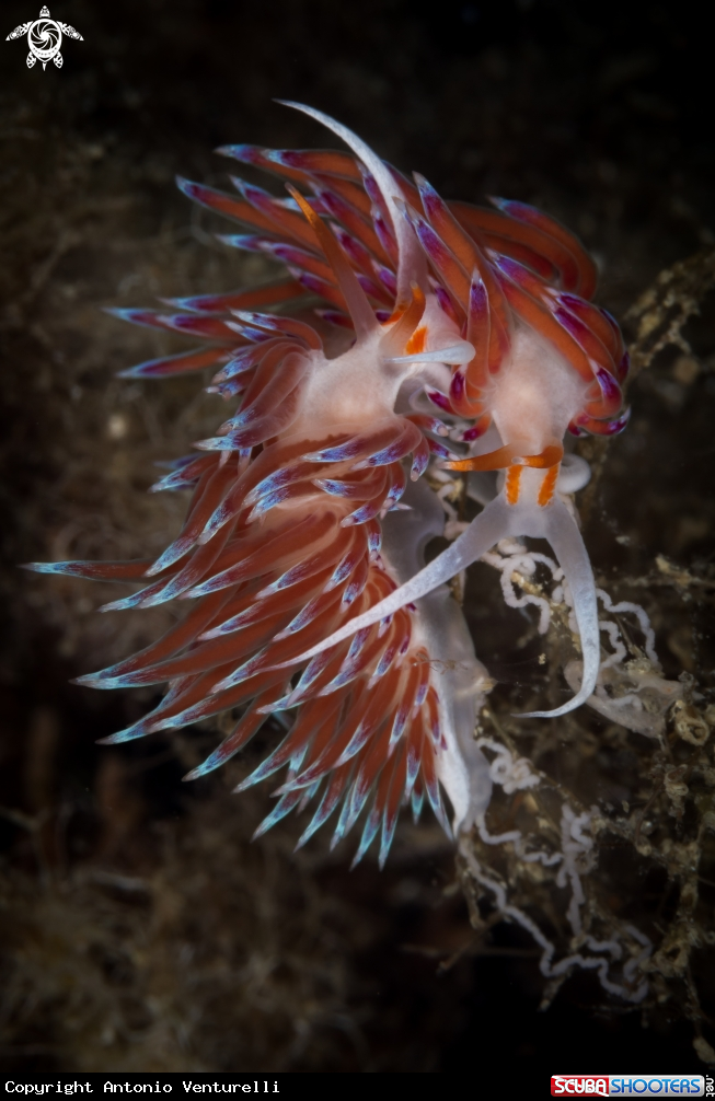 A Cratena nudibranch 