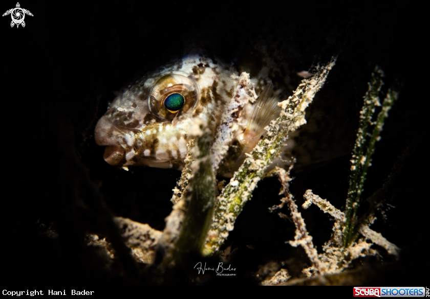 A Rabbitfish