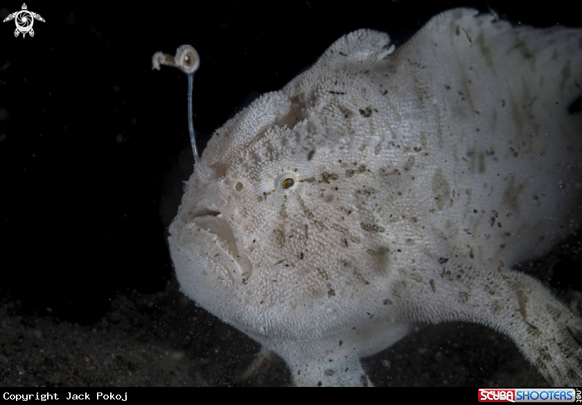 A Hairy Frogfish