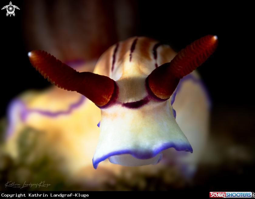 A Nudibranch