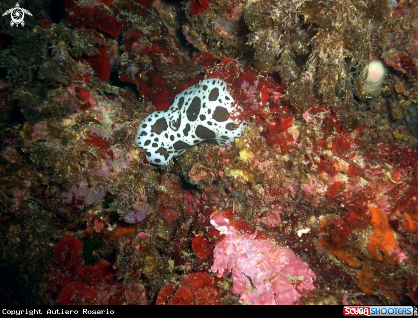A Vacchetta di mare