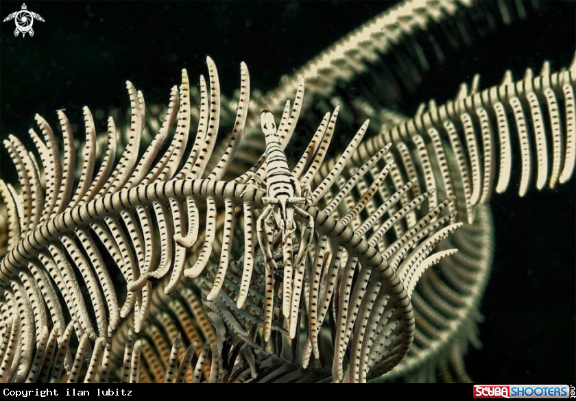 A Crinoid Shrimp