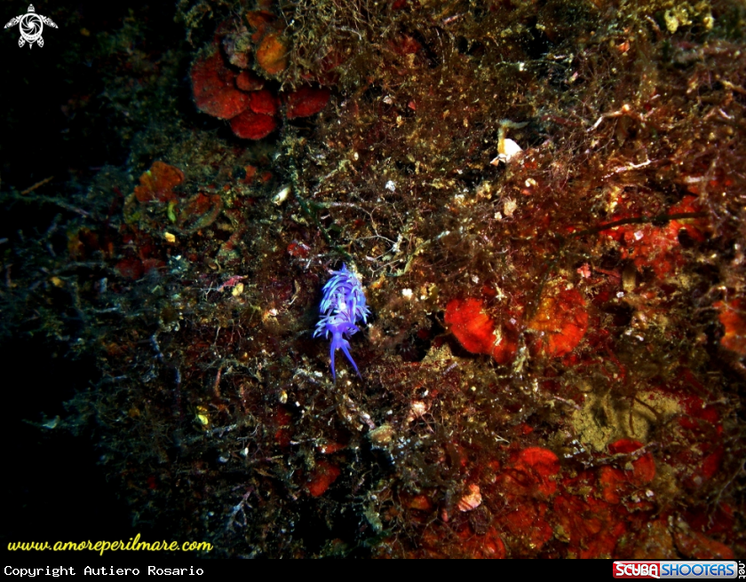 A Flabellina viola