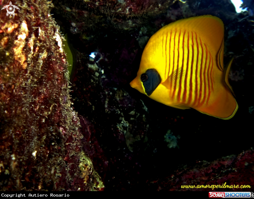 A Pesce farfalla mascherato