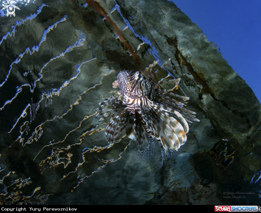 A Pterois miles