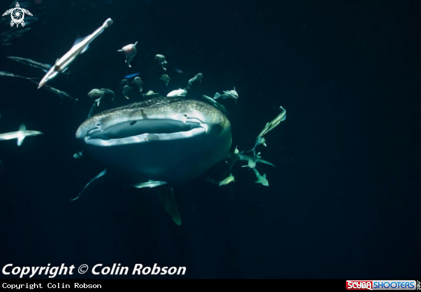 A underwater creature