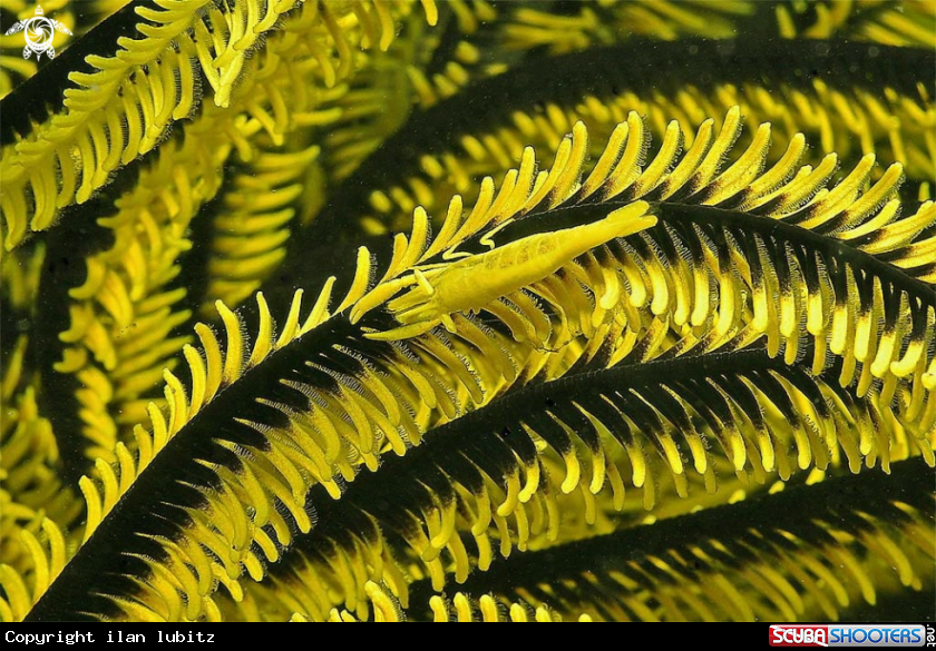 A Crinoid Shrimp