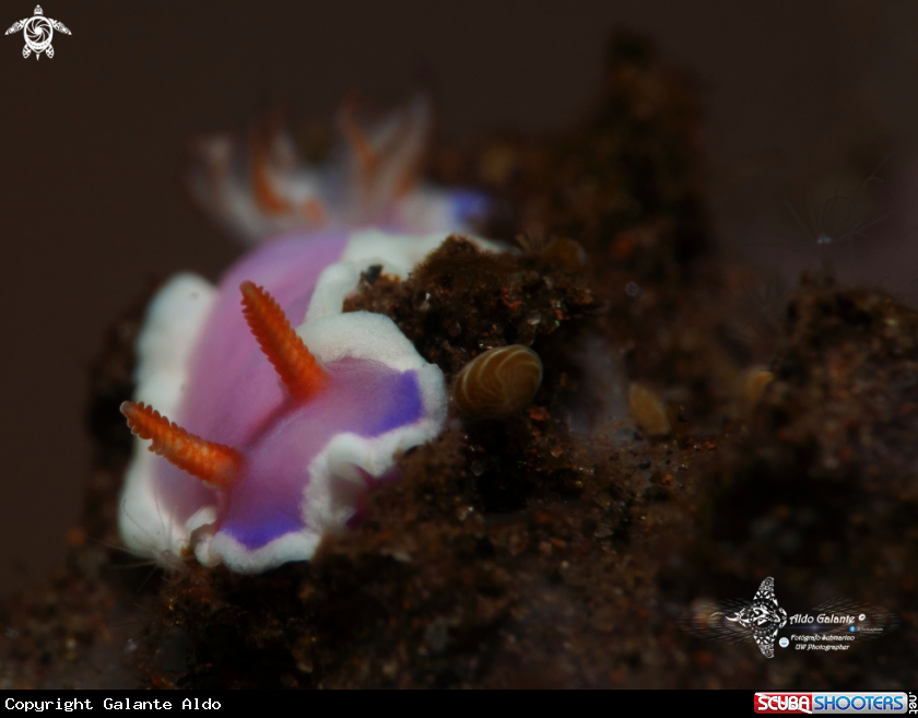 A Nudibranch