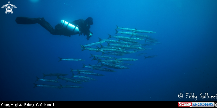 A Barracuda