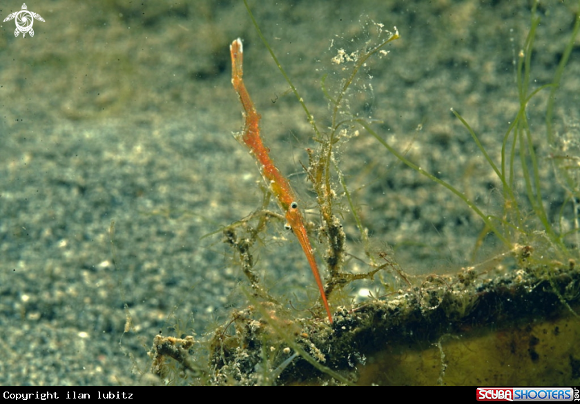 A Tozeuma  shrimp