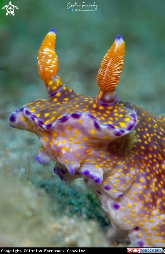 A Nudibranch