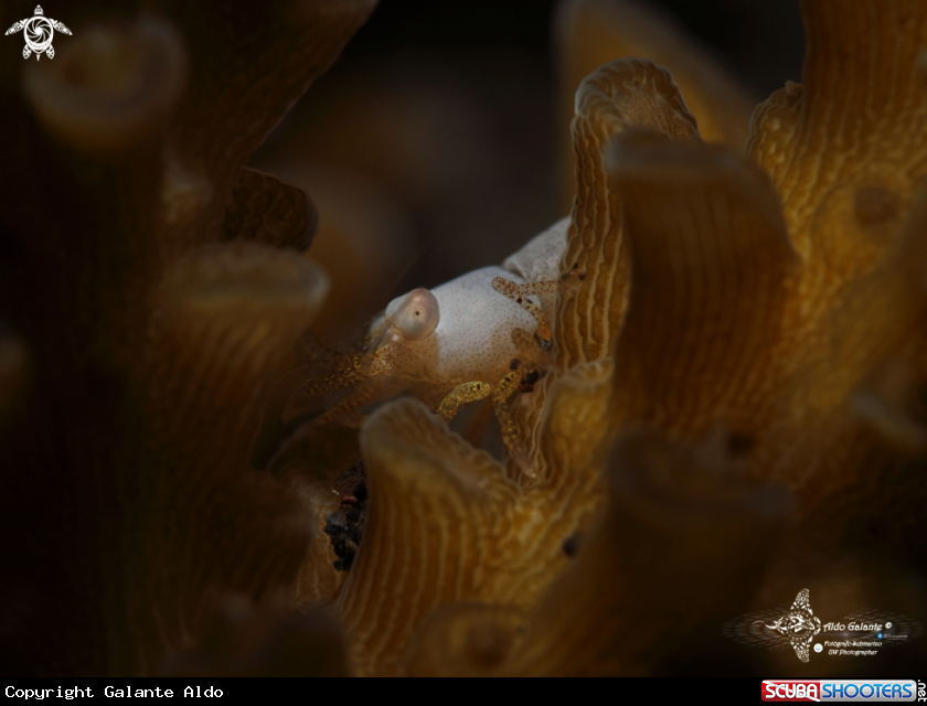 A Coral Shrimp (5 mm/0.20 Inch)