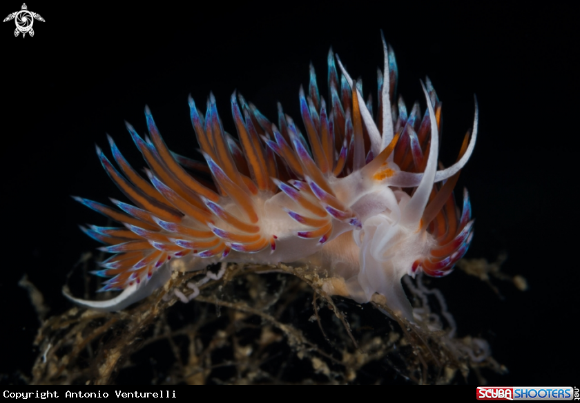 A Cratena nudibranch 