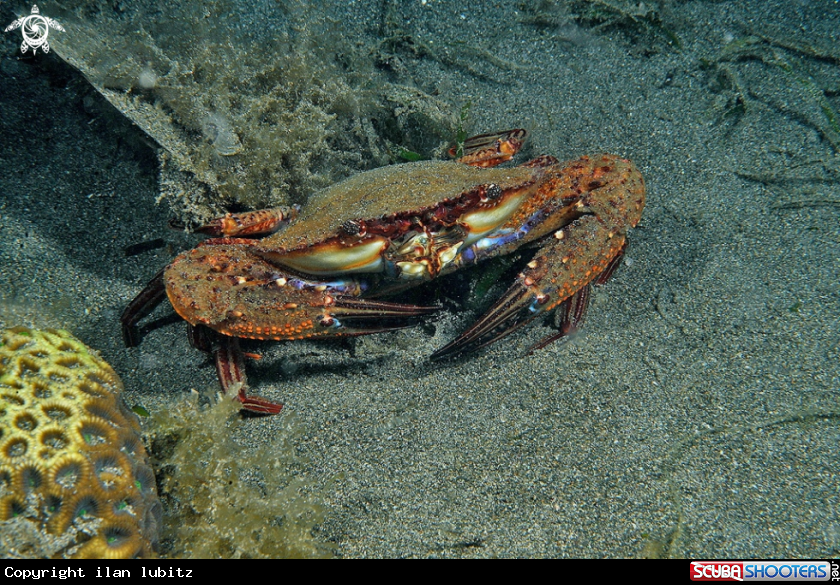 A Crab