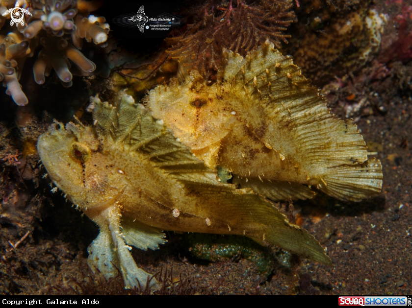 A Leaf Fish