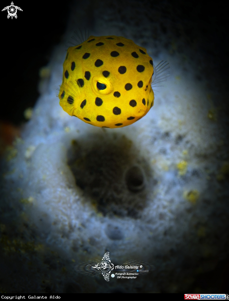 A Yellow Boxfish Juvenil