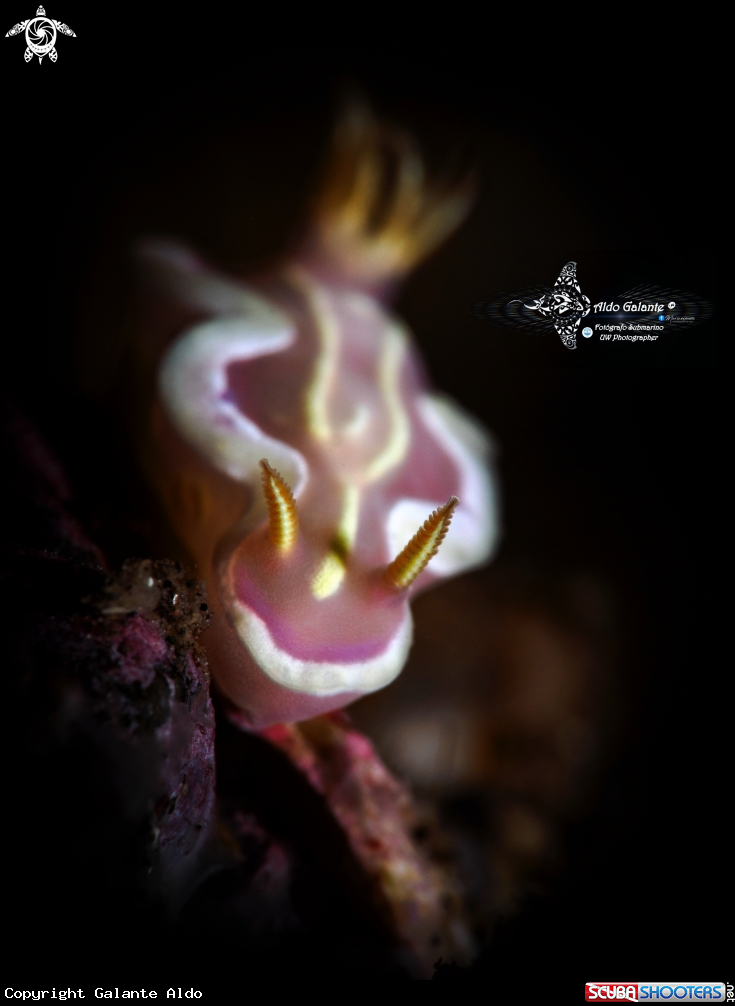 A Nudibranch