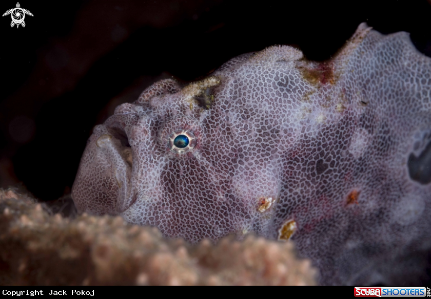 A Abantennarius coccineus