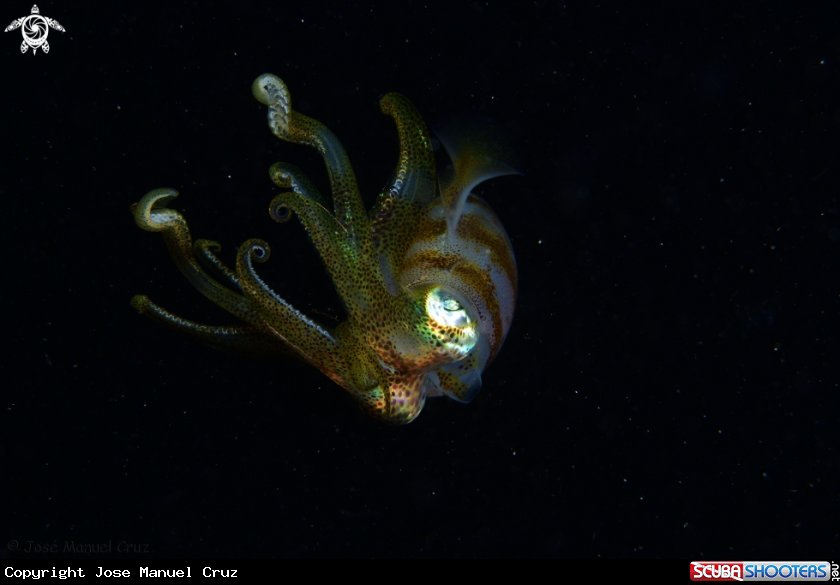 A Bigfin Reef Squid