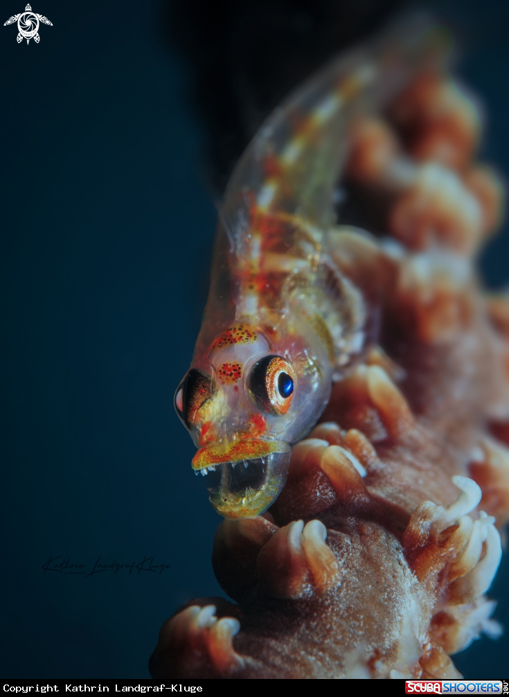 A Wire Coral Goby 