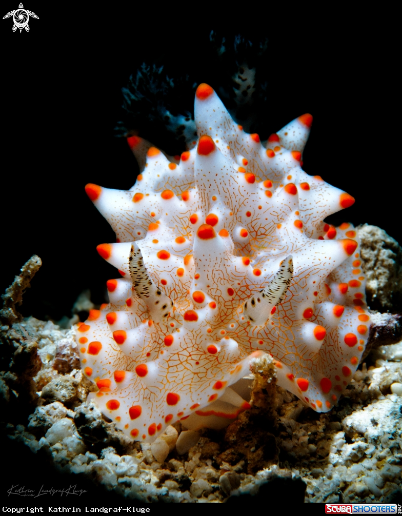 A Red-dotted nudibranch 