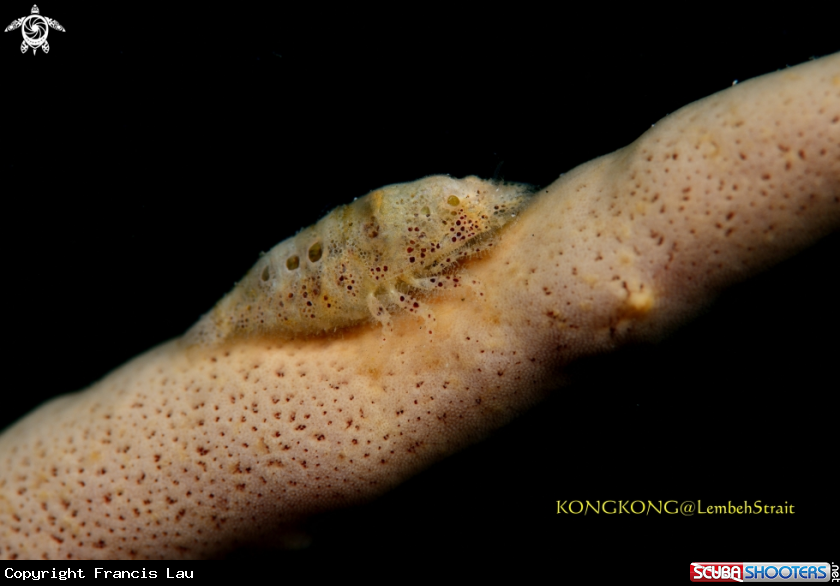 A Cryptic Sponge Shrimp