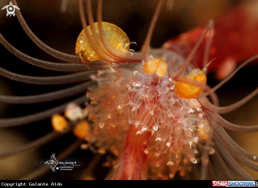 A Orange Ladybug Amphipod (2-5mm/0.078-0.196 inch)