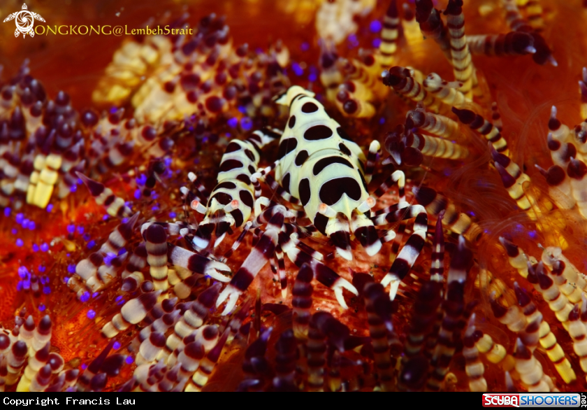 A Fire urchins and their inhabitants Coleman shrimp