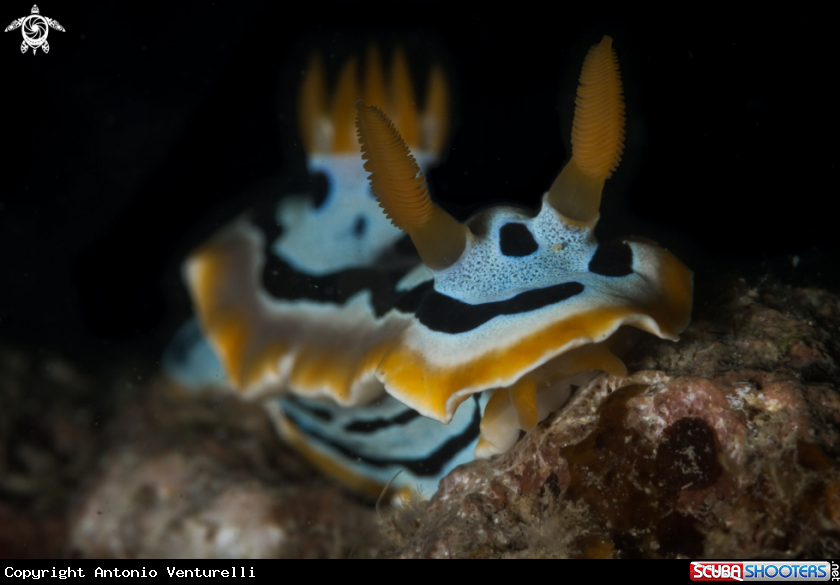 A Chromodoris quadricolor nudibranch