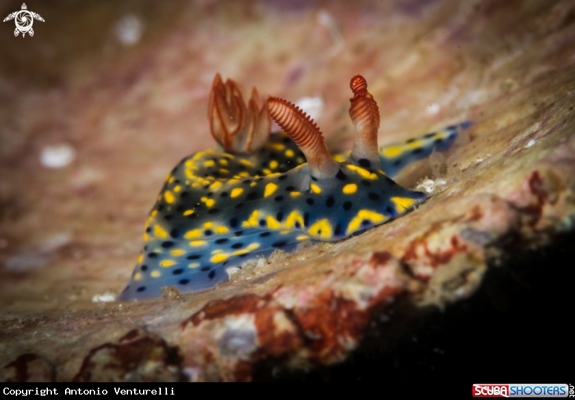 A Hypselodoris infucata nudibranch