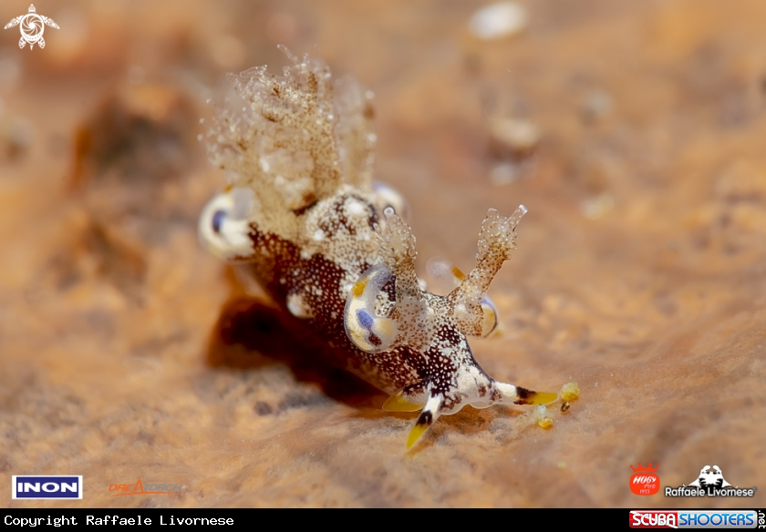 A Nudibranch