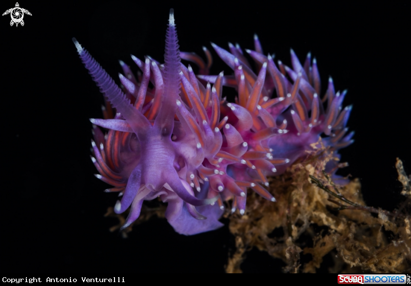 A Flabellina nudibranch