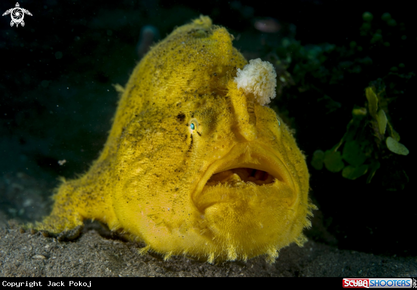 A Shaggy Frogfish