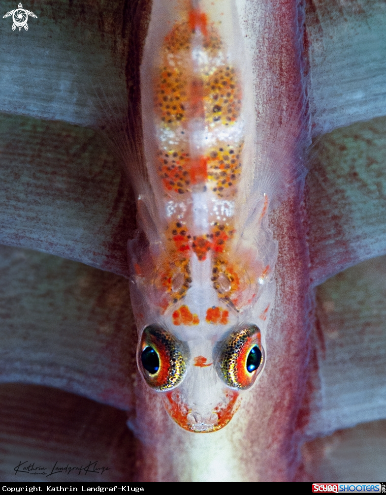 A Goby on a Sea Pen 